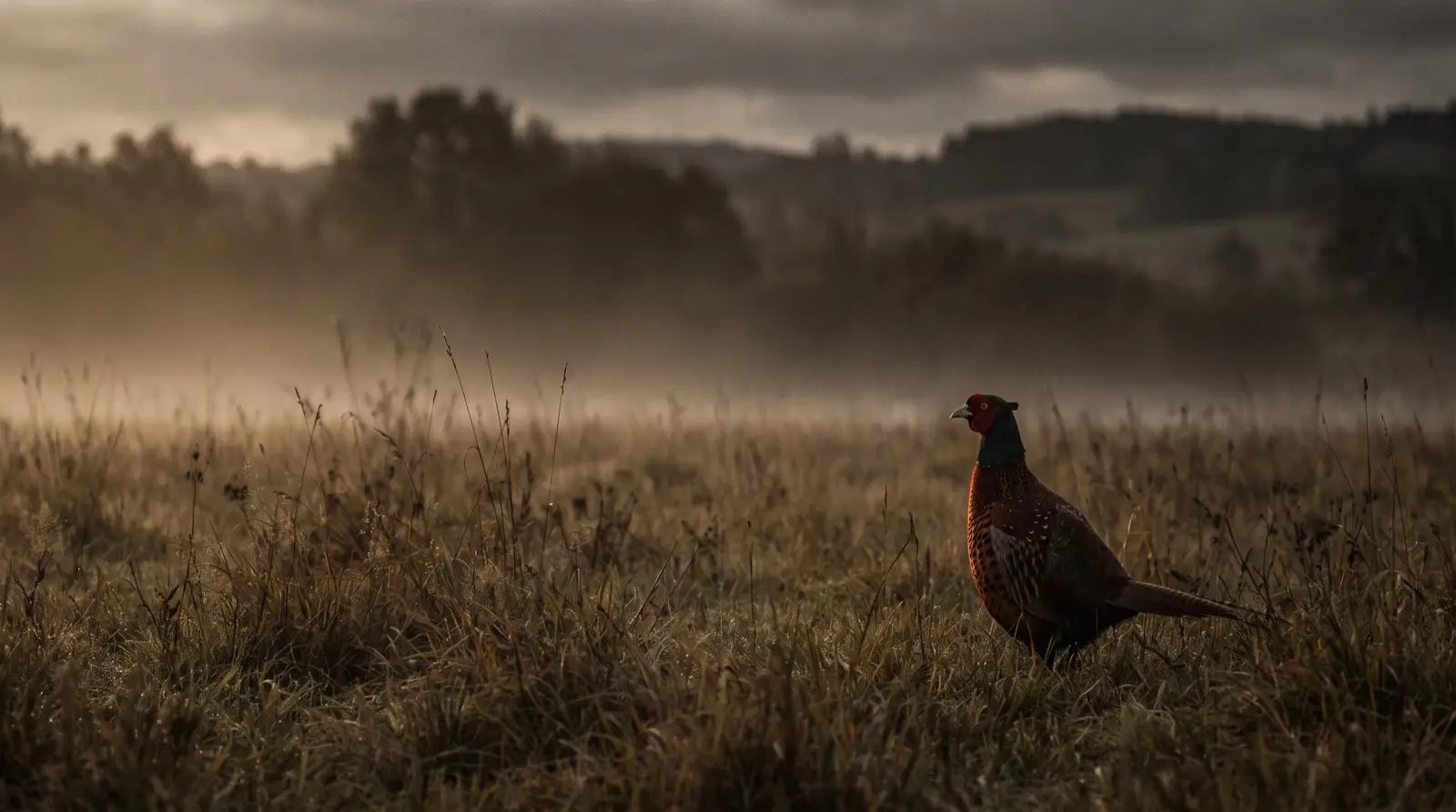 Jagdliches Motiv der Wildart-Gruppe Federwild